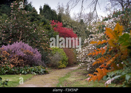 Tregothnan Estate gardens, Cornwall, célèbre pour ses camélias et de plus en plus thé anglais. un jardin de plantes à fleurs de thé britannique Banque D'Images