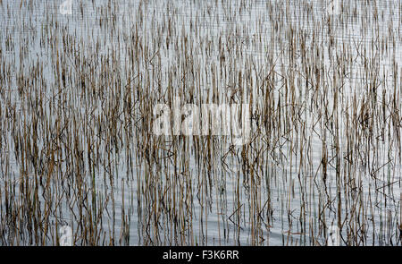 Brown reed dans l'eau brune annonce une structure graphique sur l'île de Skye en Ecosse. Banque D'Images