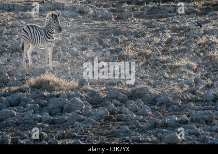 Le zèbre de Burchell, Equus burchellii, solitaires à l'ânon Okaukuejo waterhole, Ethosha, Namibie, Afrique du Sud Banque D'Images