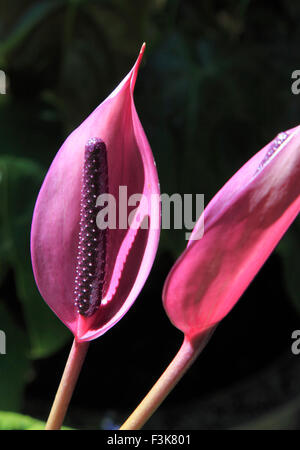 Vietnam, Dalat, Truc Lam, anthurium, fleur, Banque D'Images