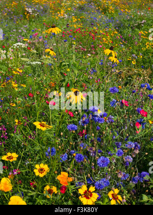 Brighty fleurs sauvages couleur rétro-éclairage par le soleil dans un parc de Londres Banque D'Images