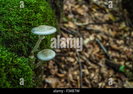 Deux champignons dans les bois Banque D'Images