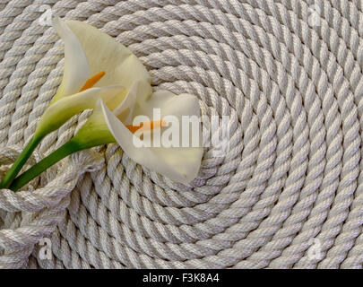 Beau blanc calla lily sur corde et table en bois Banque D'Images