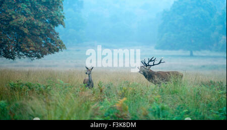 Red Deer stag, Cervus elaphus, soufflets comme une biche montres pendant le rut à Richmond Park. Banque D'Images
