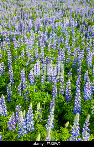 Alaska bleu lupins (Lupinus nootkatensis) couvrir de vastes étendues de l'Islande. Banque D'Images