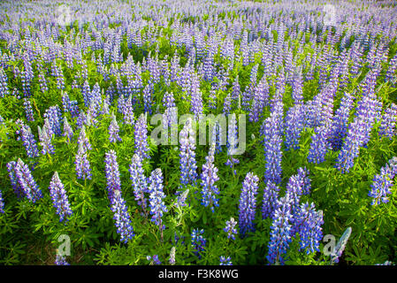 Alaska bleu lupins (Lupinus nootkatensis) couvrir de vastes étendues de l'Islande. Banque D'Images