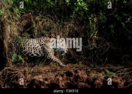 Profil d'une Jaguar, Panthera onca, chasse le long d'une rivière dans le Pantanal, Mato Grosso, Brésil, Amérique du Sud Banque D'Images