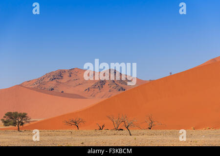 Dune de sable avec des arbres morts deadvlei Sossusvlei, Namibie, Afrique. Les gens d'escalade sur dune. Banque D'Images