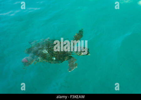Tortue à Zakynthos Banque D'Images