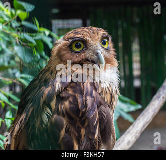 Photographie d'une Scop face blanc owl perché Banque D'Images