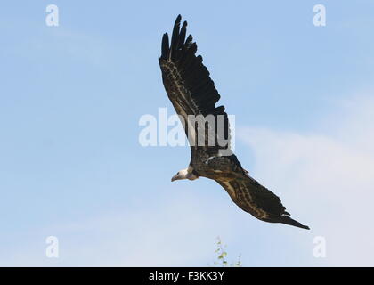 Vautour de l'Afrique (Gyps rueppellii) en vol Banque D'Images
