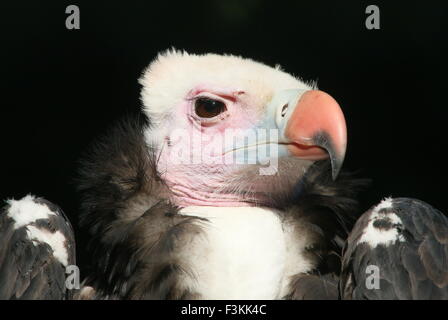 Vautour à tête blanche de l'Afrique (Trigonoceps occipital), gros plan de la tête et le bec, face à l'appareil photo Banque D'Images