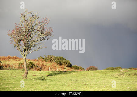 Un arbre isolé sur une pelouse, Soleil brille alors que le temps couvert se rapproche Banque D'Images