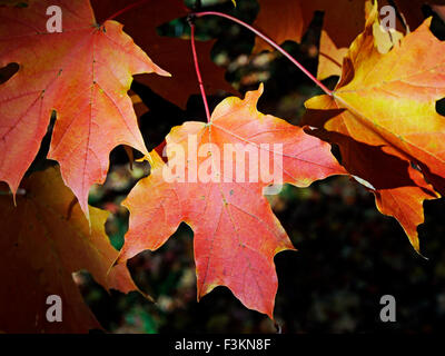 Brun-orange vif les feuilles d'automne de l'érable à sucre, Acer saccharum bien connu pour son feuillage autumnn et sirop d'érable. Banque D'Images