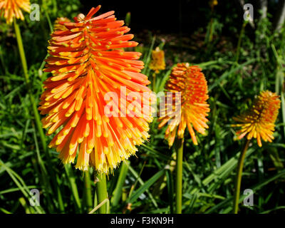 Kniphofia, également connu sous le nom de Lily torche, Red Hot Poker, Rocket, Fleur tritoma, torche lily, knofflers ou poker plante en soleil d'automne. Banque D'Images