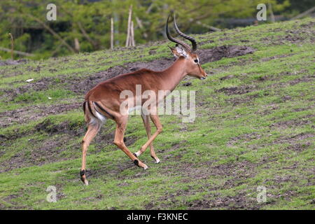 Afrique du Sud mature buck Impala (Aepyceros melampus) à faible distance de marche Banque D'Images