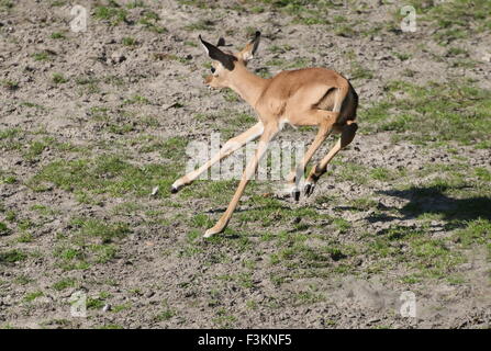 Une semaine bébé veau Impala (Aepyceros melampus) sautant et tournant autour de Banque D'Images