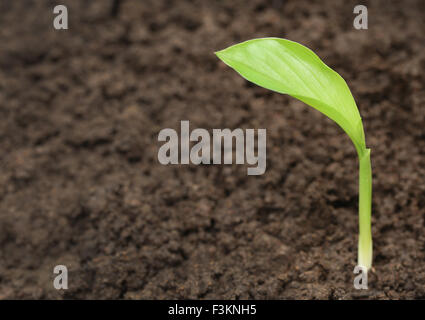 Des semis en sol fertile de curcuma Banque D'Images