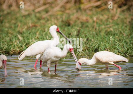 Spatules d'Afrique (Platalea alba), l'alimentation du Parc National du Djoudj, au Sénégal Banque D'Images