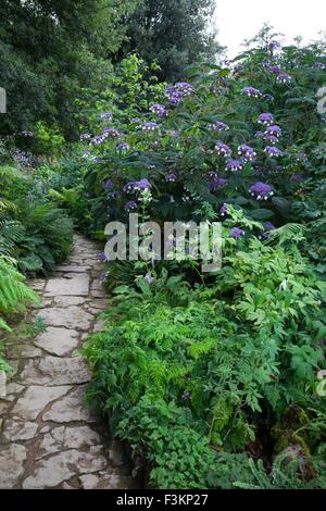 Chemin serpentant dans jardin boisé avec hortensias, Angleterre. Banque D'Images