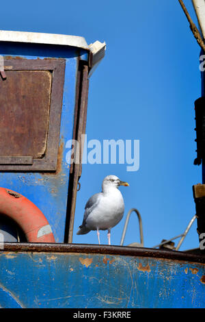 Hastings, East Sussex, Angleterre, Royaume-Uni. Goéland argenté assis sur un bateau de pêche (l'Bethan Louise, seigle) Banque D'Images