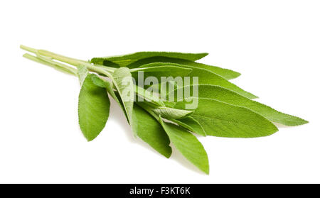 Feuilles de sauge isolated on white Banque D'Images