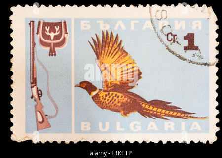 Bulgarie - circa 1967 : un timbre-poste imprimé en Bulgarie montre un faisan de Colchide Phasianus colchicus, communs, et un fusil de chasse Banque D'Images