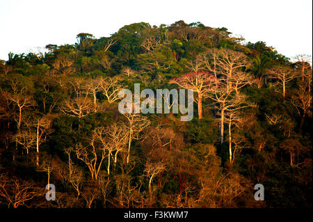 Dernière lumière dans le parc national de Soberania, République du Panama. Les grands arbres sans feuilles sont des cuipo, cavanillesia platanifolia. Banque D'Images