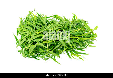 Tas de feuilles d'herbes estragon isolated on white Banque D'Images