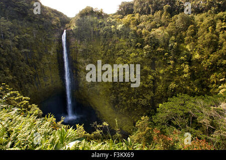 Cascade Akaka à Akaka Falls State Park. Grande île. Hawaii. À Akaka Falls State Park, situé le long du nord-est de l'Hamakua Banque D'Images