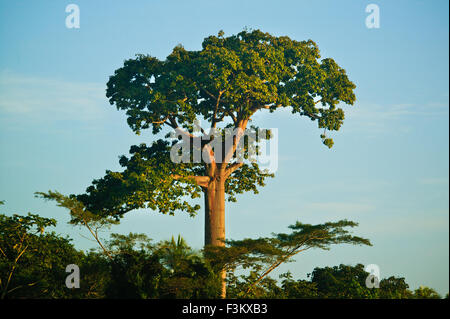 Grand Cuipo, Cavanillesia platanifolia, à la réserve naturelle de Punta Patino, côte du Pacifique, province de Darien, République du Panama. Banque D'Images