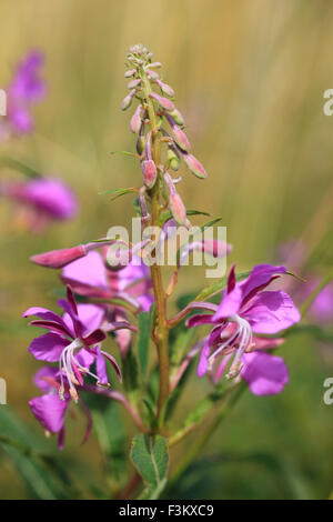 Chamerion angustifolium, Rosebay Willowherb. Banque D'Images