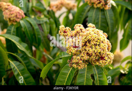 Floraison jaune et rouge mango tree avec des feuilles vertes Banque D'Images