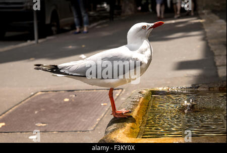 Gros plan du seagull desséchée de boire de l'eau par l'homme en fond urbain avec fontaine Banque D'Images