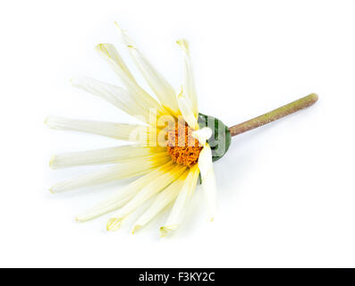 Orange, blanc, jaune et vert Asteraceae daisy flower against white background Banque D'Images