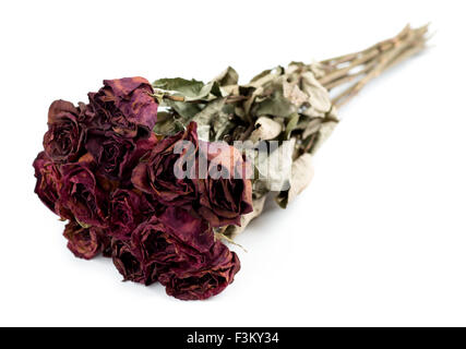 Bouquet de roses mortes décolorées isolé sur fond blanc Banque D'Images