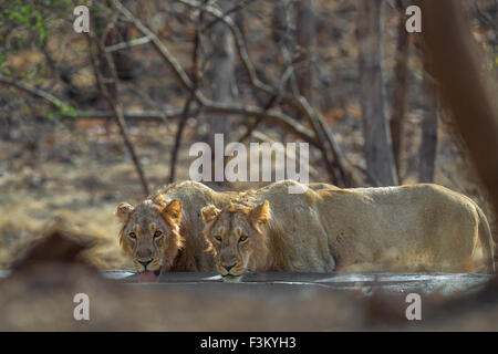 Les Lions d'Asie de l'alcool à l'homme a fait d'eau (Panthera leo persica) à Rif forêt, Gujarat, Inde. Banque D'Images