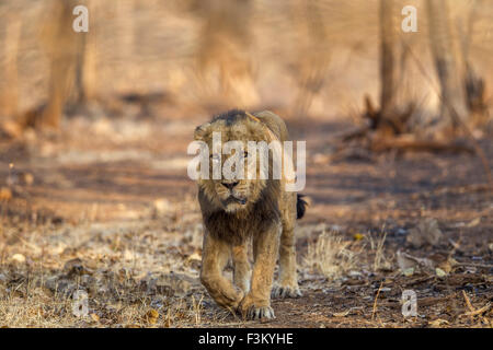 Lion Asiatique venant vers la caméra (Panthera leo persica) à Rif forêt, Gujarat, Inde. Banque D'Images