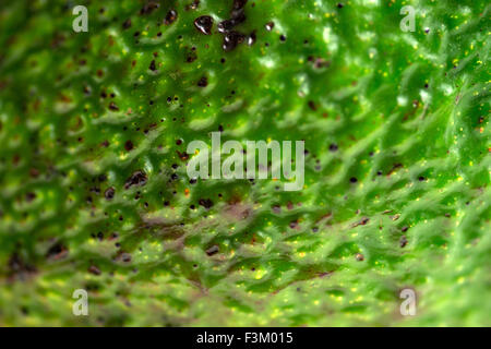 Macro Close up de ripe green peel avocat Banque D'Images
