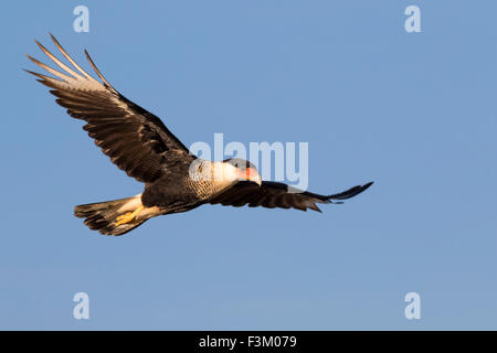 Caracara à crête nord (Caracara plancus) en vol, Galveston, Texas, États-Unis. Banque D'Images