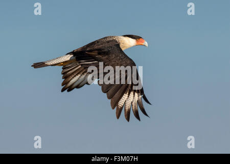 Caracara à crête nord (Caracara plancus) en vol, Galveston, Texas, États-Unis. Banque D'Images