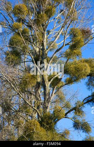 Le gui, Worcestershire, Angleterre. Banque D'Images