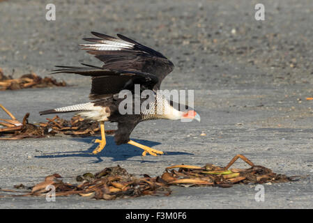 Décollage de Caracara (Caracara plancus), Galveston, Texas, États-Unis. Banque D'Images