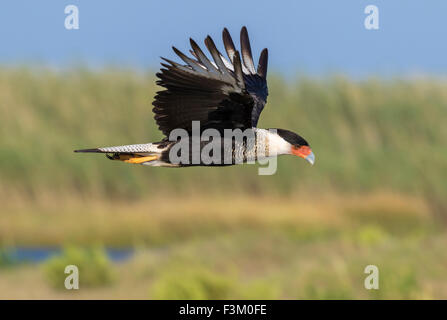 Caracara à crête du Nord (Caracara plancus) survolant le marais marécageux, Galveston, Texas, États-Unis. Banque D'Images