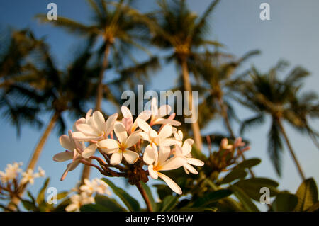 Plumería, la plus célèbre des fleurs d'Hawaï. Nom commun, Plumeria Frangipani est un genre de plantes à fleurs de l'apocyn fami Banque D'Images