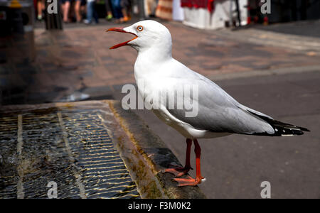 Gros plan du seagull assoiffés de boire de l'eau par l'homme fontaine en milieu de la foule Banque D'Images