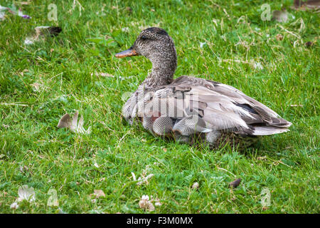 Le Canard chipeau mâle, reposant sur un pré, Solna, Suède. Banque D'Images