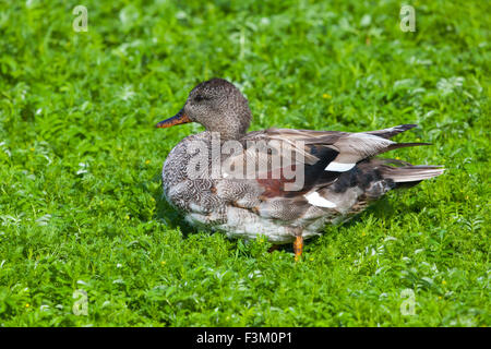 Le Canard chipeau mâle, reposant sur le pré, Solna, Suède. Banque D'Images