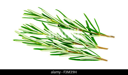 Rosemary herb isolated on white Banque D'Images