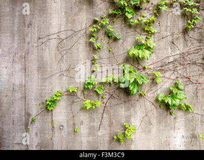 Des vignes sur le côté de l'ancien mur de béton patiné Banque D'Images